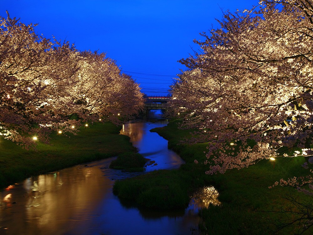 宿から徒歩30秒。玉湯川沿いは、約2キロにわたって桜並木が続く。