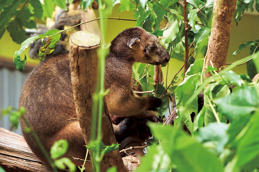 キノボリカンガルーの一種、ラムホルツ・ツリー・カンガルー。熱帯雨林に暮らす有袋類で、まれにスカイレールからも観ることができる。／レインフォレステーション・ネイチャー・パーク