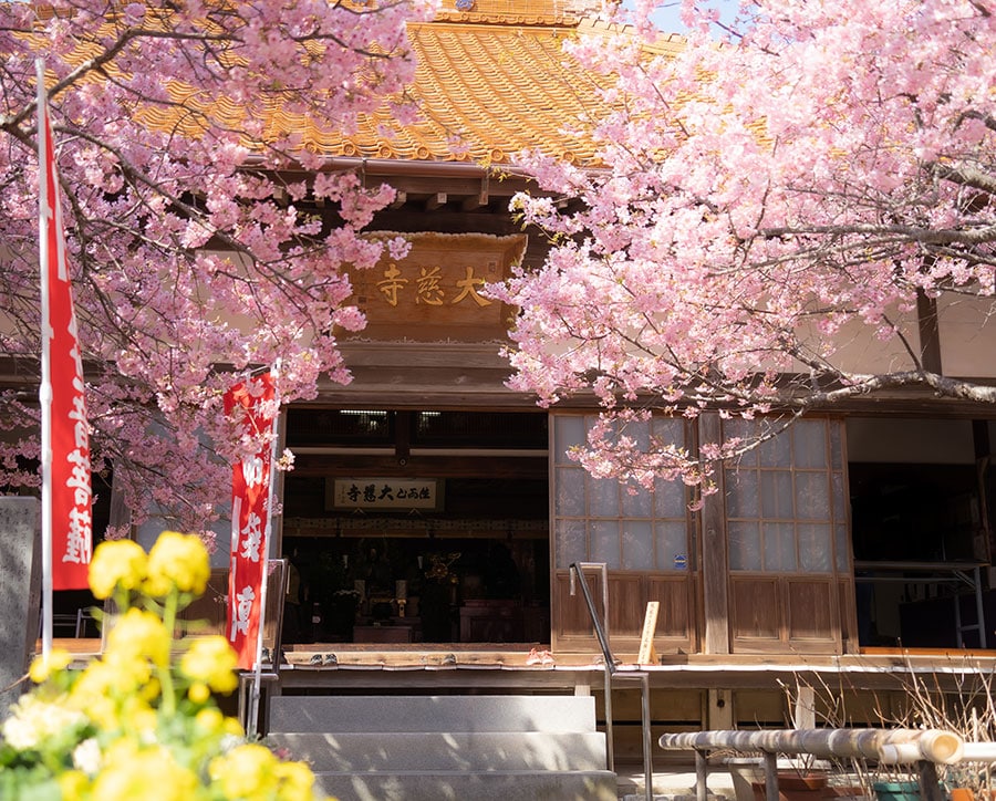 【三重県】大慈寺のてんれい桜。