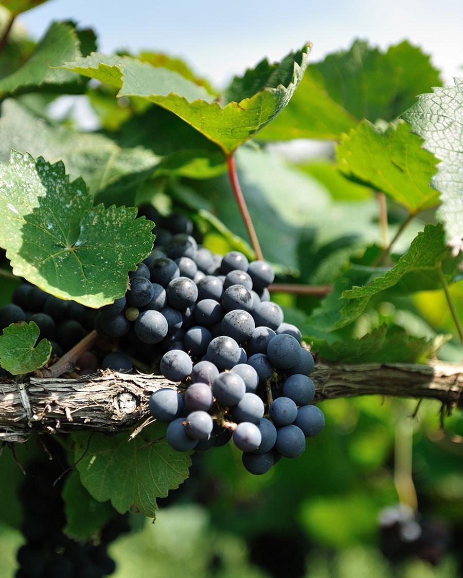 「良いワインは良いブドウから」と除草剤、化学肥料を使わずに栽培している。