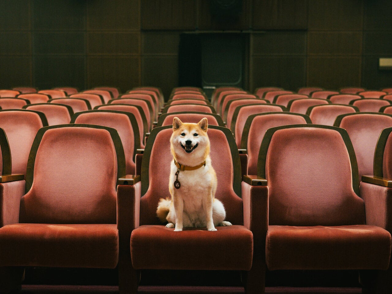 主人公・相楽の愛犬・福助を演じた「のこ」。