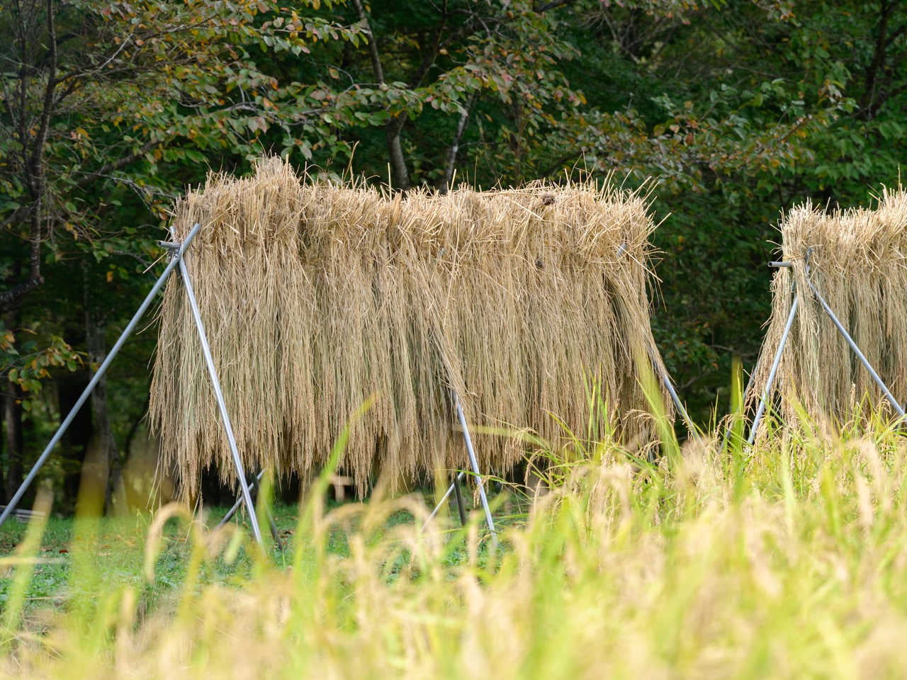 刈り取った稲は1ヵ月ほど干したのち、脱穀(種もみを取る)・もみすり(もみ殻を外し玄米にする)・精米する。