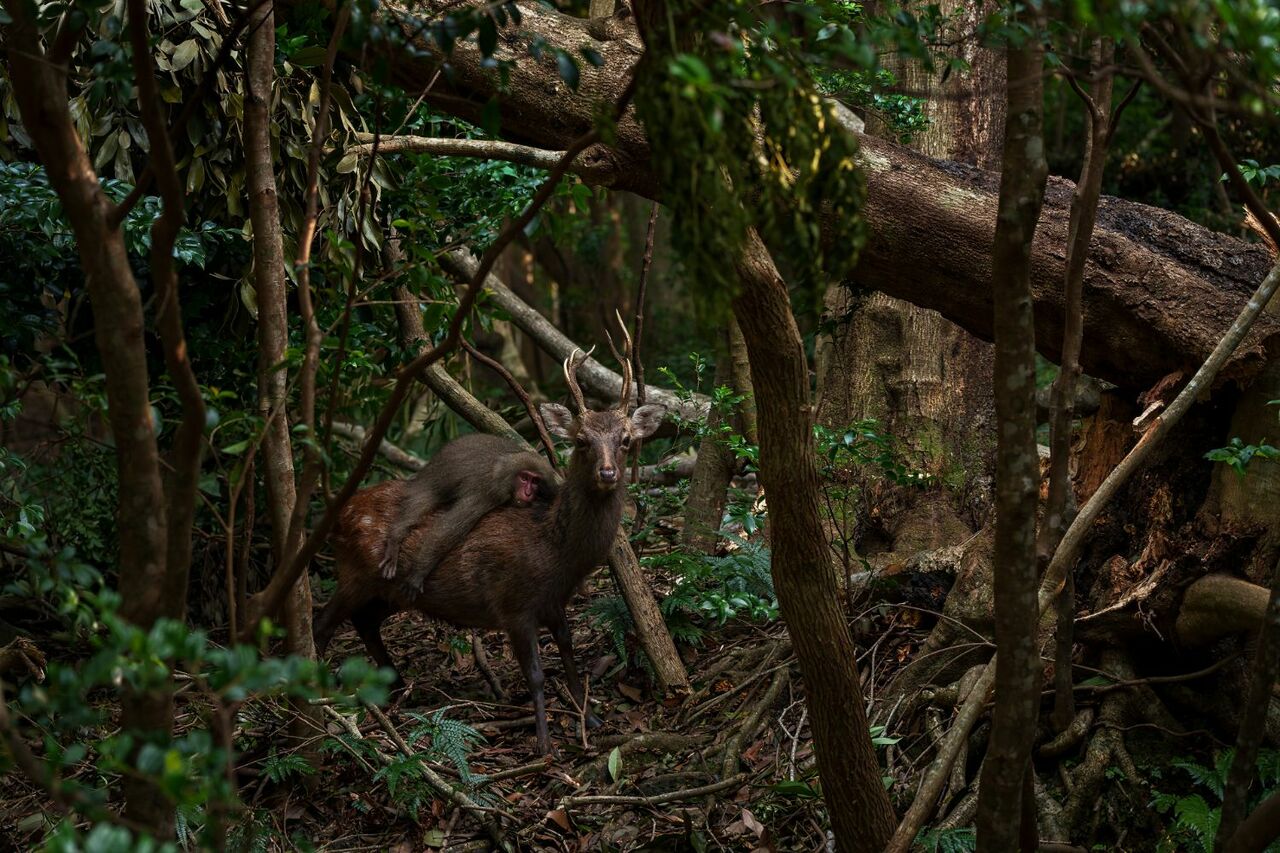 こうして撮影された冒頭の『Forest Rodeo』　©️大島淳之