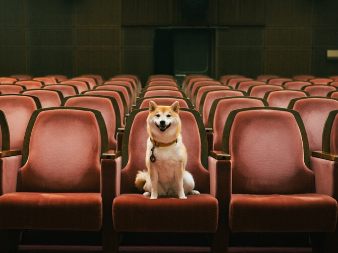 主人公・相楽の愛犬・福助を演じた「のこ」。