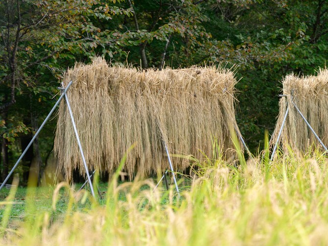 刈り取った稲は1ヵ月ほど干したのち、脱穀（種もみを取る）・もみすり（もみ殻を外し玄米にする）・精米する。