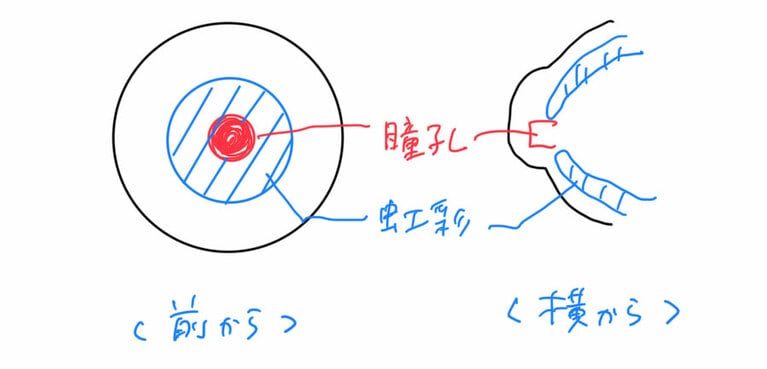 ちなみに、これが「瞳孔」。