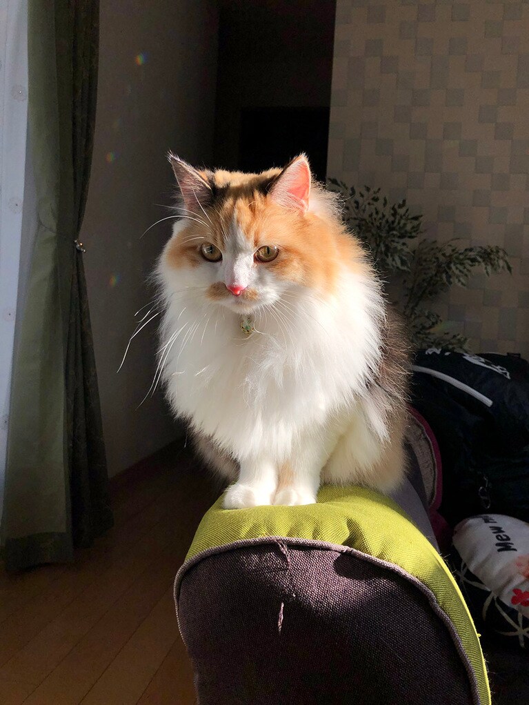 はなちゃん ♀ 2歳。いつも写真を撮ると変な顔ばっかりですが、これは光が差したおかげで良い感じに見えるかも？とお気に入りの写真です。