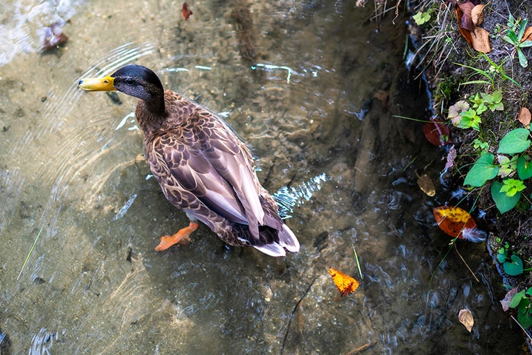 鴨も気持ちよさそうにスイスイ泳ぐ。