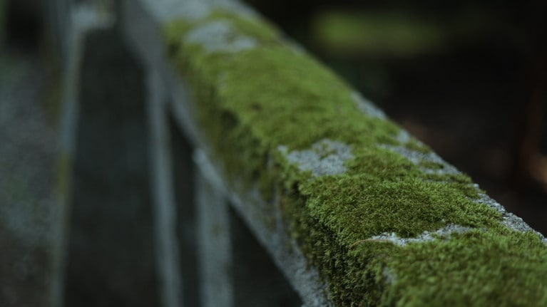 「私たちの新潟旅行」　大原えみ 「みどり」 日本の小さな美しさに目をとめた瞬間。