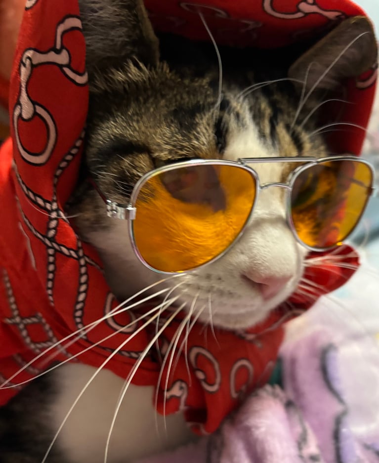 紬 ♂ 3歳。「G-DRAGONを真似てみました。被り物、サングラスOKです」（飼い主さんより）。