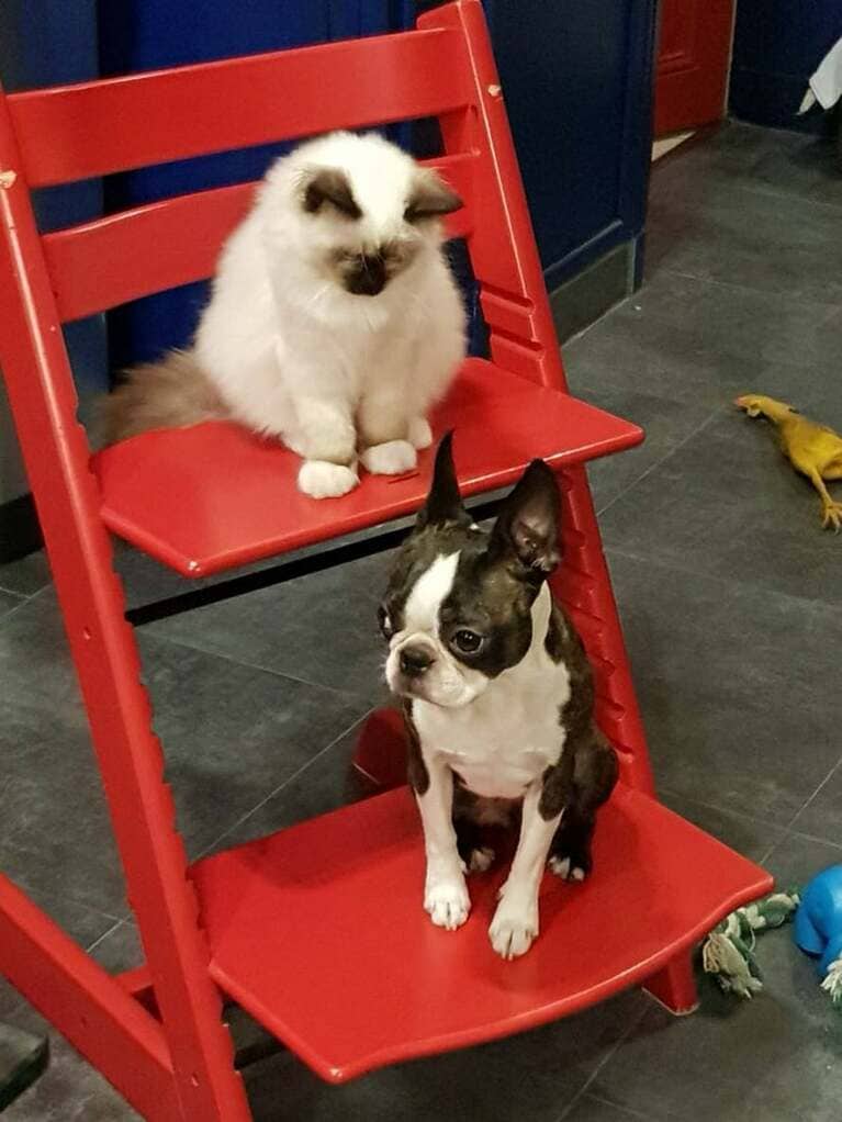 フランスのペットたち