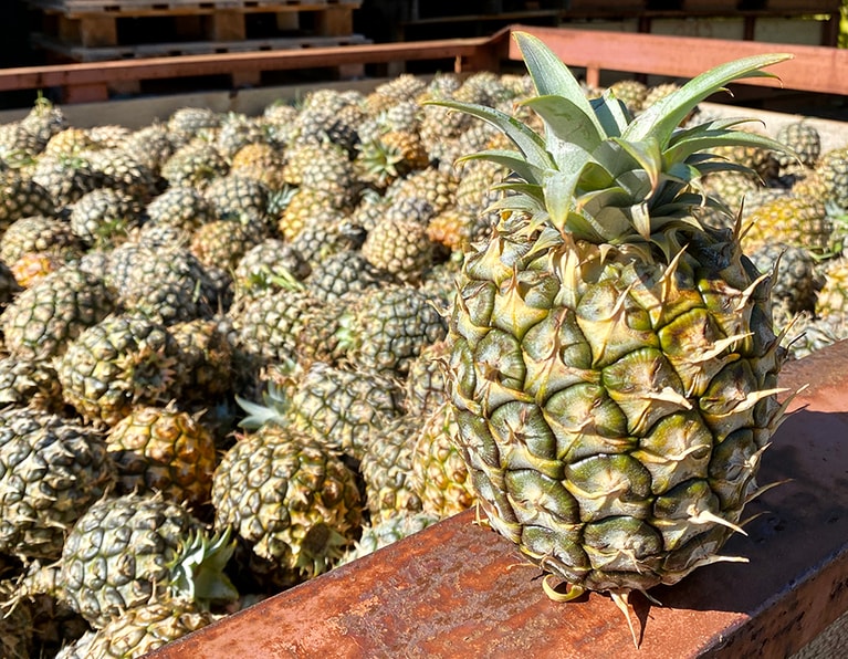 パイナップルがワインへと加工されるプロセスを見学することができる。
