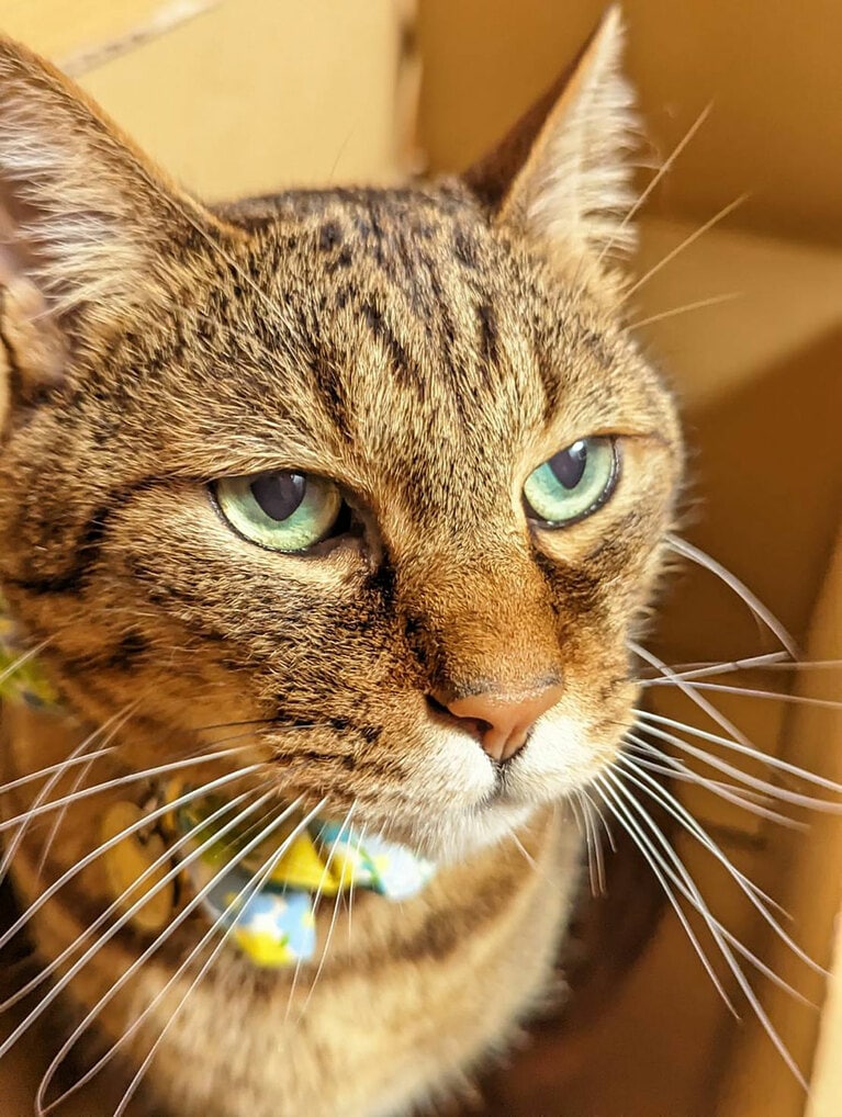 大吉 オス 5歳。うちの子のとんでもなく、可愛らしくかっこ良く美しい美猫である保護猫の大吉くん、どこの角度から見ても美しく神々しい猫様です。瞳も綺麗なエメラルドリーンで見つめられると惚れてしまうようなイケメンくんです（ぱるすさん）。