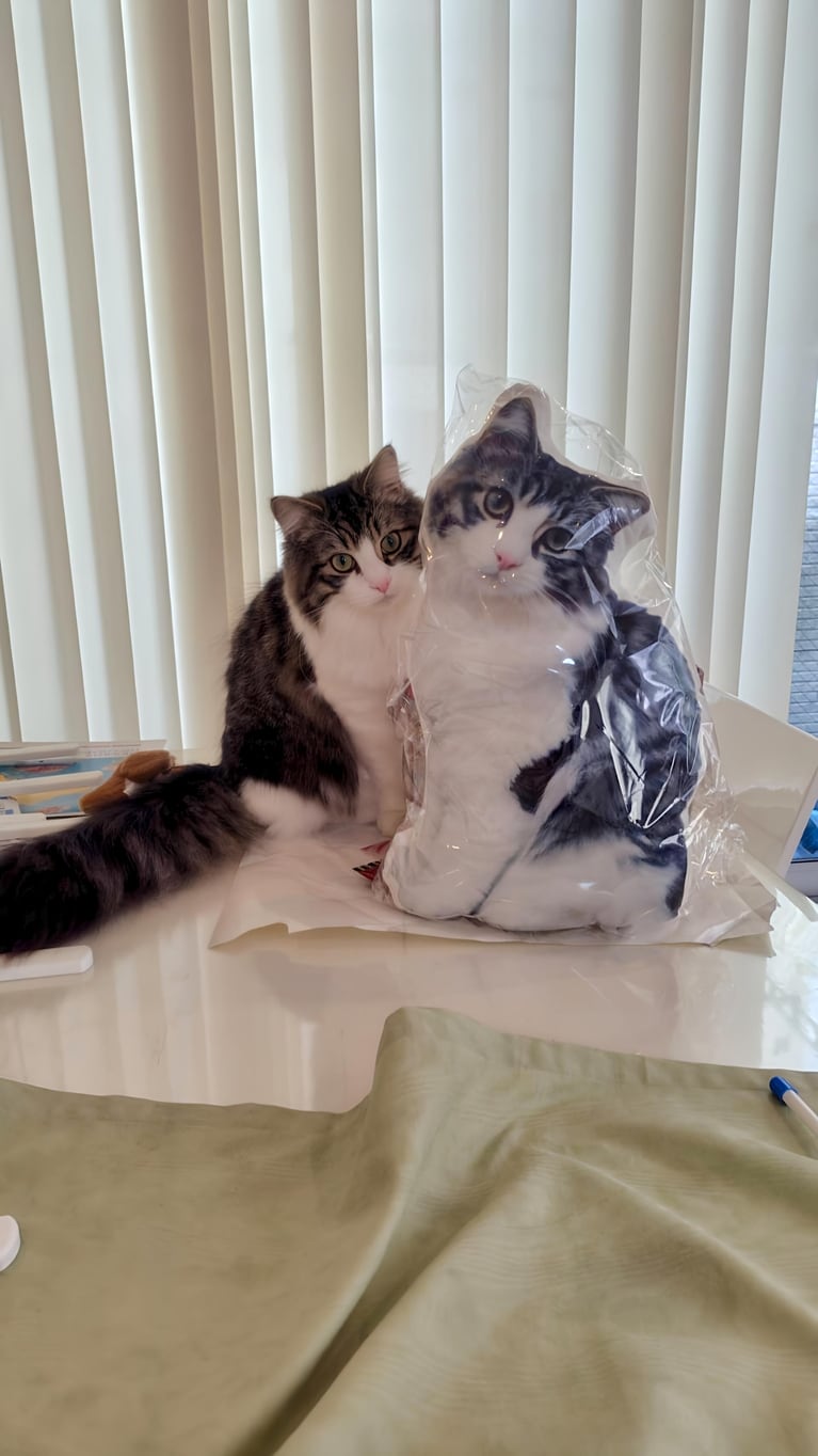 サニー ♂ 9カ月。「旦那のクリスマスプレゼントに等身大の猫ちゃんクッションをプレゼント。テーブルの上にクッションを飾ったら、あらあらたまたま同じ体勢で横に並んでくれたではありませんか!!　大慌てでシャッターをきりました。なんとこのスーパーショットが撮れたのは、ことのとき限り。本当にたまたま撮れたんです！　自慢したい1枚です」（飼い主さんより）。