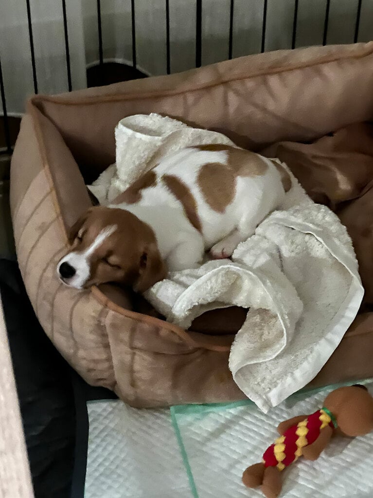 うちの子ベストショット②「遊び疲れて夢の中」