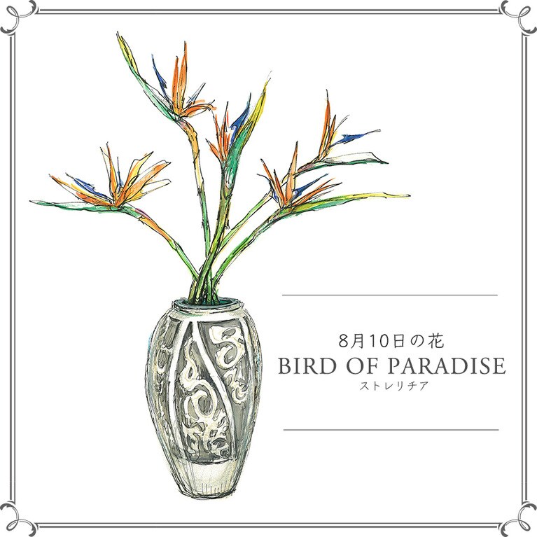 8月10日の花「ストレリチア」