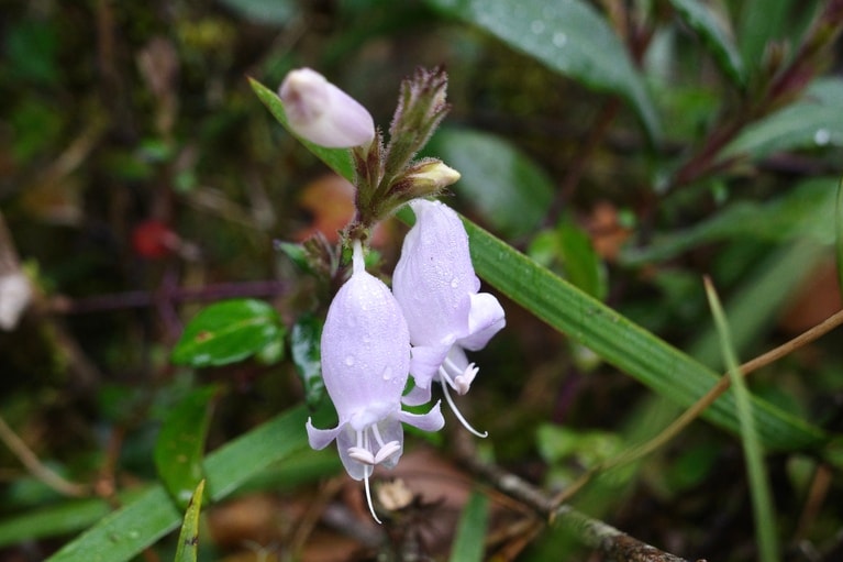 歩きながら足もとに目をやると、可憐な花がちらほら。