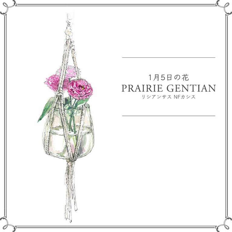 1月5日の花「リシアンサス NFカシス」