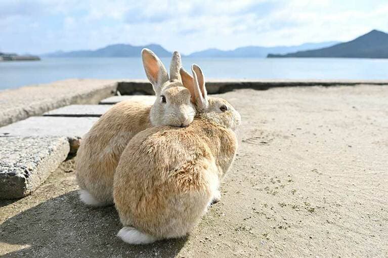 【大久野島】小さな島内に900羽以上のうさぎたちが暮らしている大久野島。