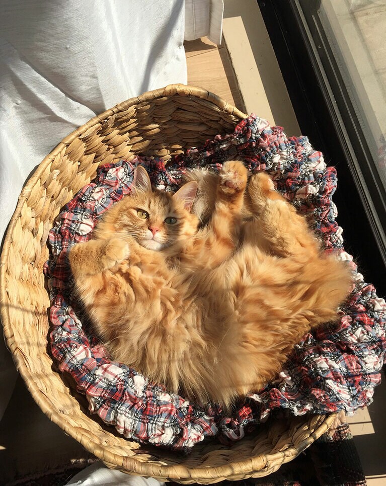 ふわちゃん ♀ 2歳。「ふわふわの毛並みと小顔。これからも仲良く暮らしましょう」