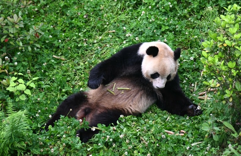 フランスのボーバル動物園で生まれ、2023年7月に中国へ渡ったオスの圓夢（ユエンモン）。（2026年5月1日、筆者撮影）