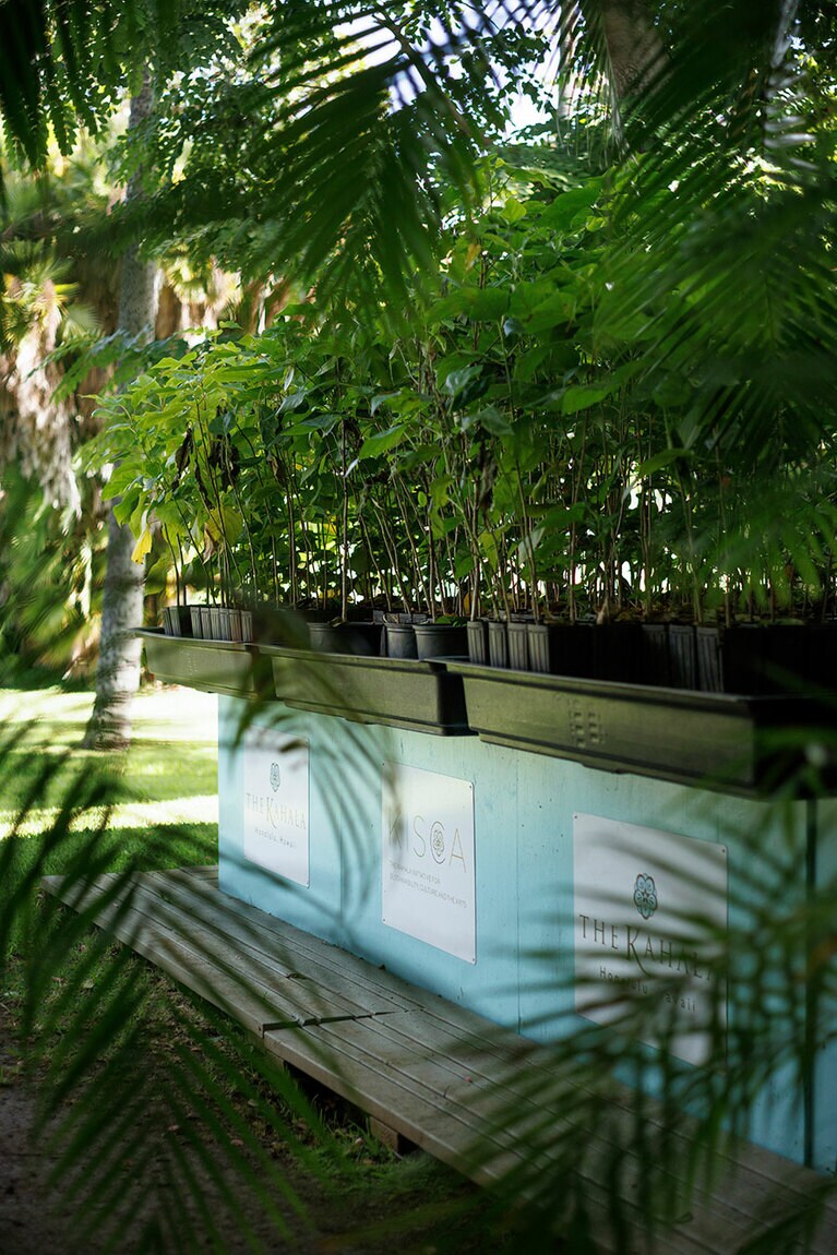 植林前のミロの苗は、ホテル敷地内で大切に栽培されている。