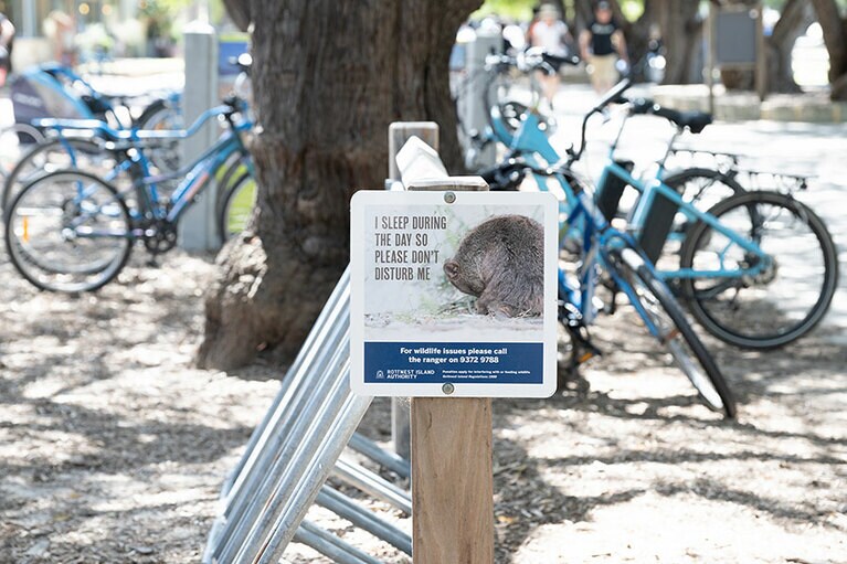 クオッカは夜行性。