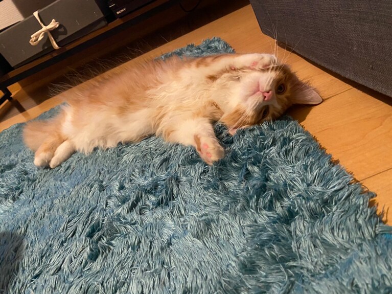 テト ♀ 0歳。まだ家に来て1・2日しか経ってない中、昔からこの家に住んでたかのようなリラックス具合に思わずシャッターを切っていました。