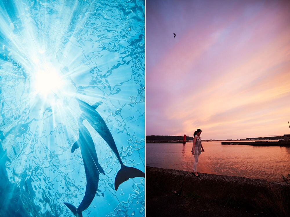 写真左：世界一のスケールを誇る太地町立くじらの博物館。 
写真右：茜色に染まる紀伊大島の夕空。