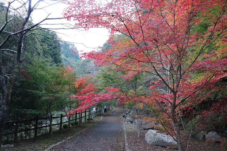 【香川県】奥の湯公園を彩る紅葉。