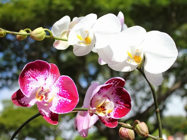 2ページ目 部屋にハワイの花を飾ろうkccのおすすめ花屋さん 本間律江のハワイの朝市巡り