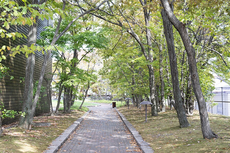 美術館裏手にはブナなどに囲まれた遊歩道も。