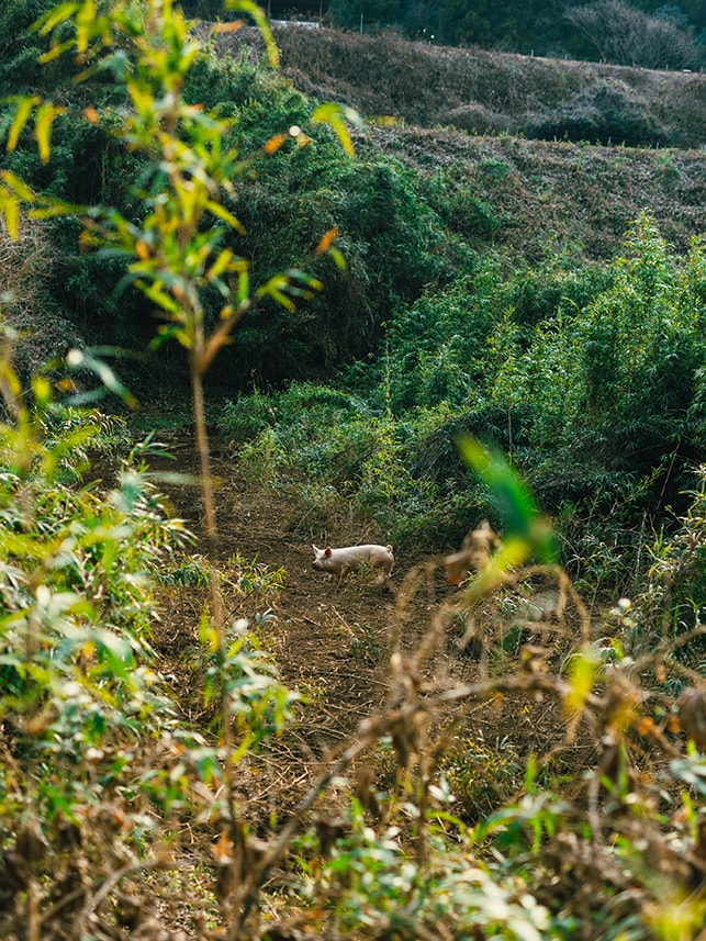 1区画1000㎡の面積に15頭を放し飼い。通常の養豚場の80倍にもなる広大な遊び場だ。2025年1月18日