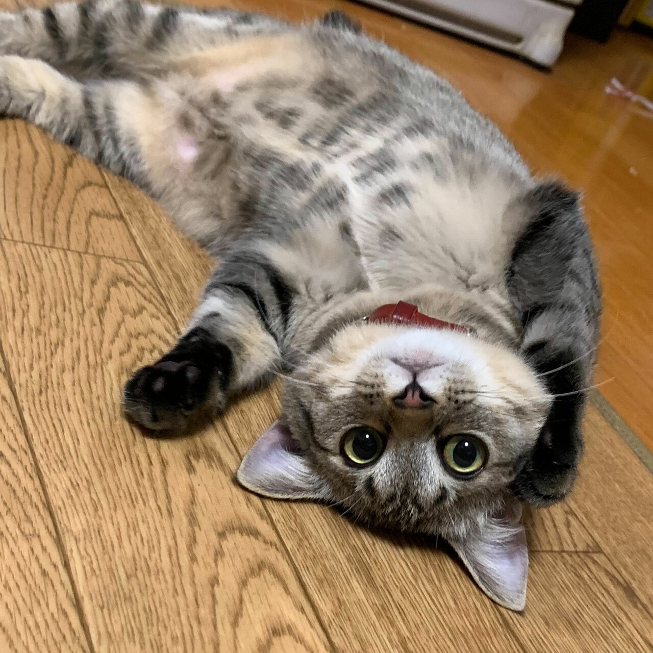 甘えん坊部門1位：ぱーちゃん ♀ 4歳。