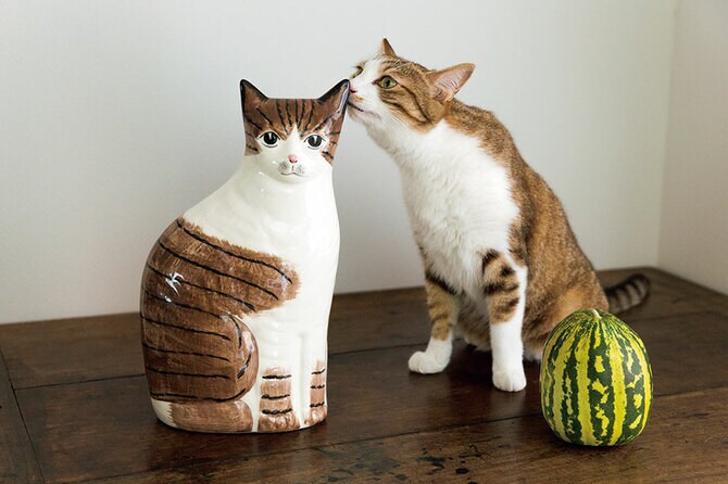 きょうは世界猫の日】写真家・安彦幸枝が撮る猫の表情「笑える表情から