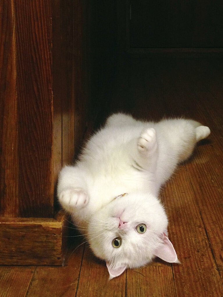 本造家屋で寝転がるヒック。