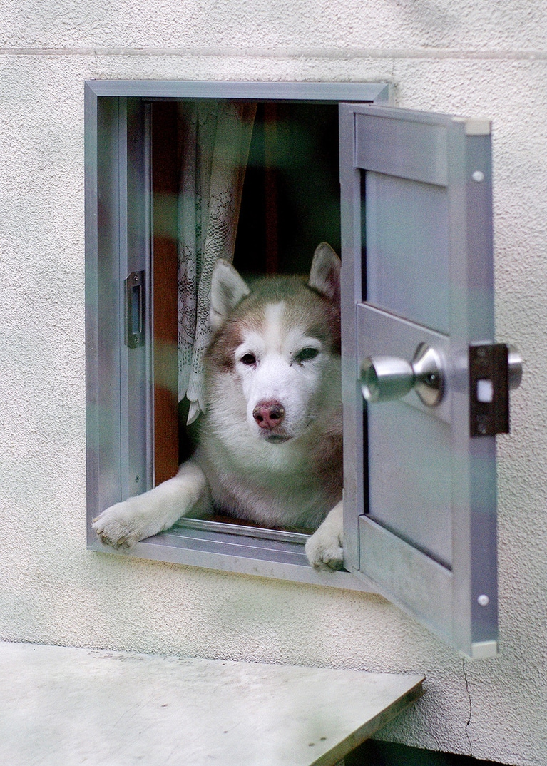 「俺様の専用出入り口だワン」