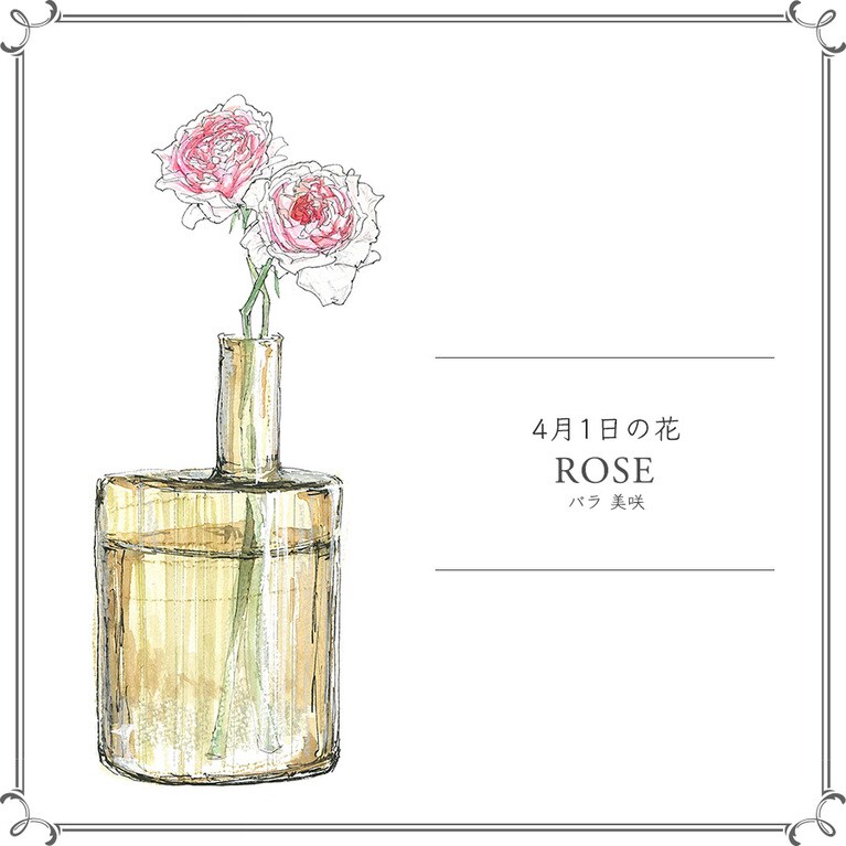4月1日の花「バラ 美咲」
