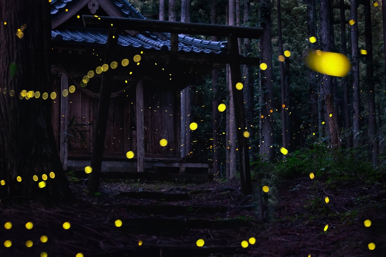 「姫蛍が舞う夜は」　大西理奈 2025年6月30日、村上市