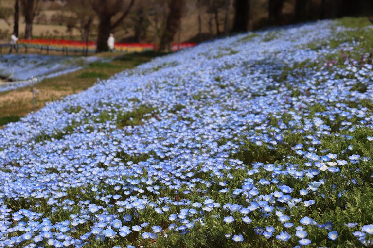 【岡山県】ドイツの森。