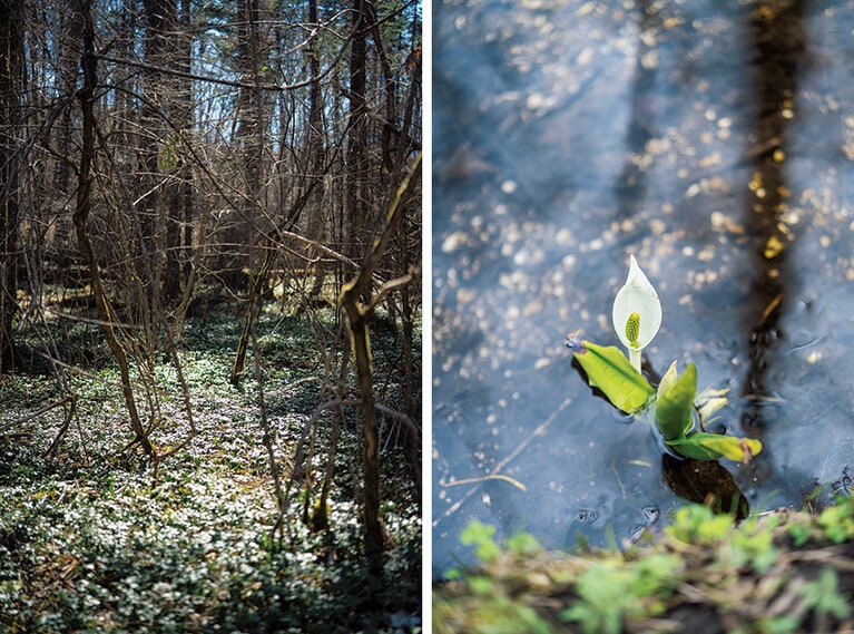 ミズバショウの群落が見られる湿原や原始性に富んだ森林が残るポロト自然休養林。