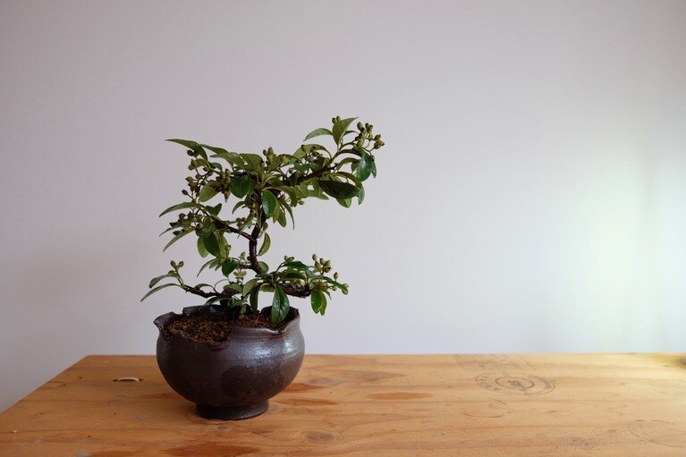 紅紫檀（鉢：新里竜子）。