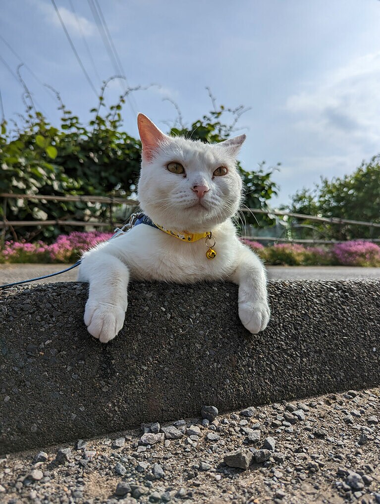 るな メス 10歳。お散歩大好き♡ご近所様に撫でられ待ち（ぽとさん）。