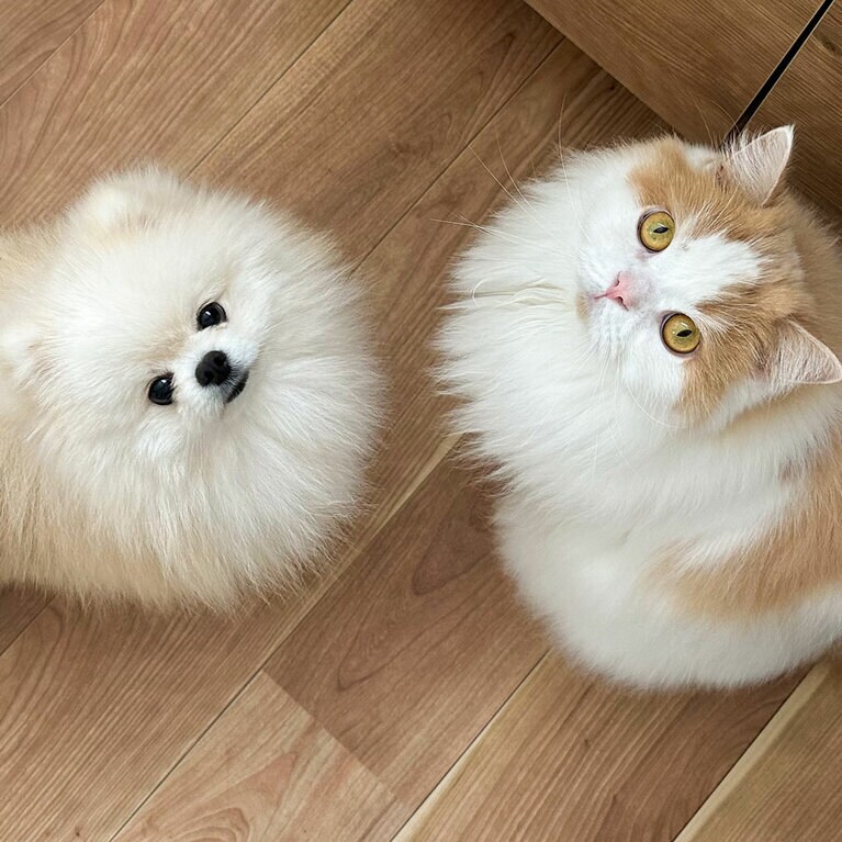 猫と犬なのに双子みたい！