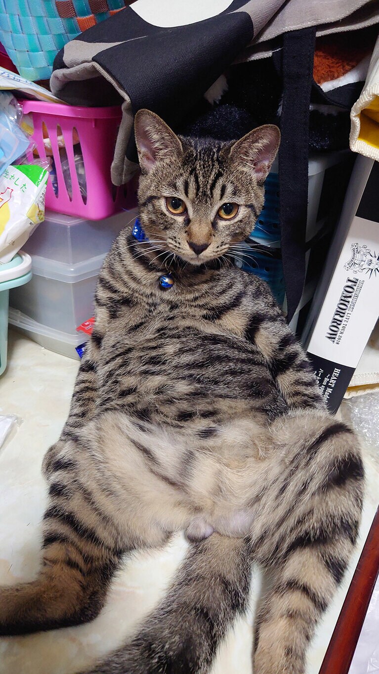 ぽんちゃん ♂ 8カ月。めっちゃりらっくすしていました。こっそり動画も撮ったんですが撮られてるのがわかってビックリしていました。とにかく甘えん坊で私のお腹の上にベッタリ貼り付いて寝たりします（みさぼんさん）