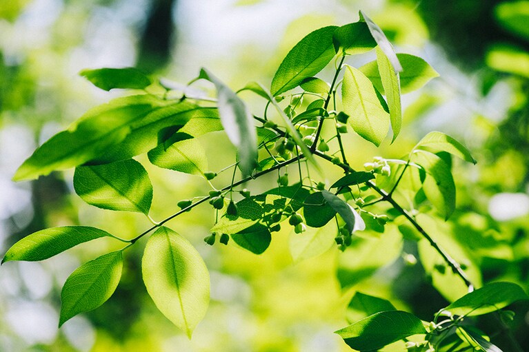 マユミの結実の様子。秋には熟して薄紅色になるそう。