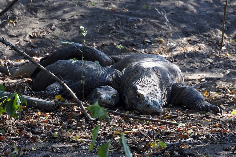 あら、お邪魔しました……。