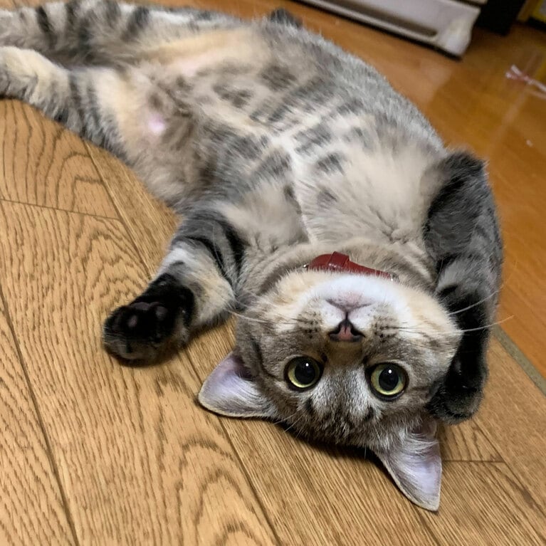 甘えん坊部門1位：ぱーちゃん ♀ 4歳。