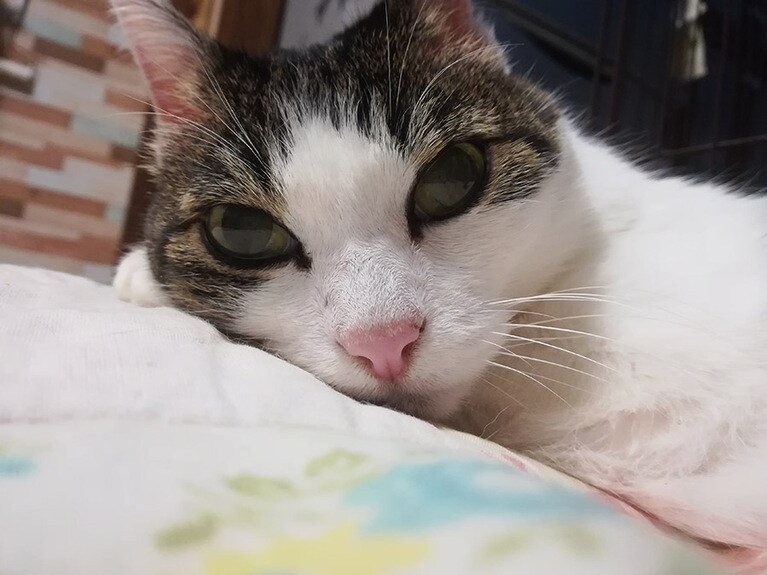 みいちゃん ♀ 13歳。ストーブ独り占めで満足そうです。