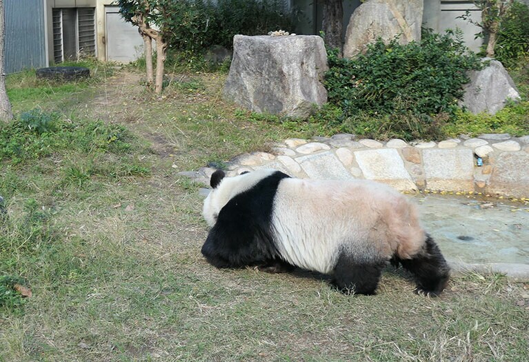 小柄なタンタン。